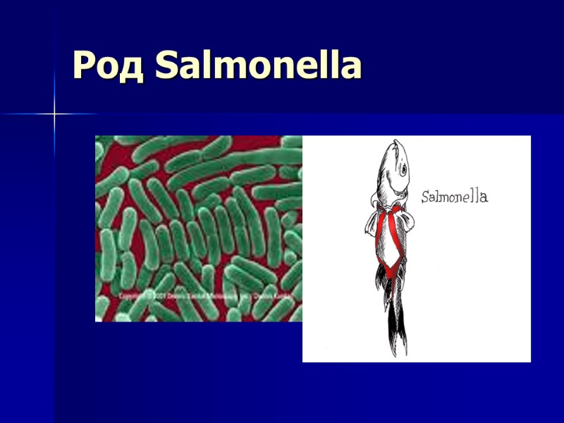 Род Salmonella